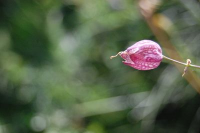 Close-up of pink flower bud