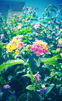 Close-up of flowers