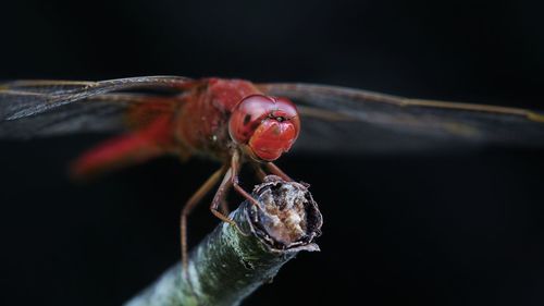 Close-up of insect n branch