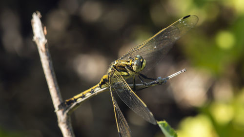 Close-up of dragonfly