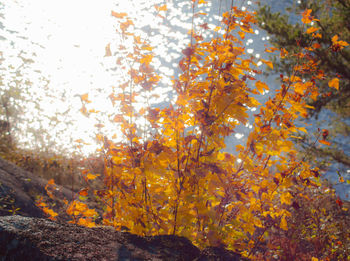 Close-up of autumn tree against sky