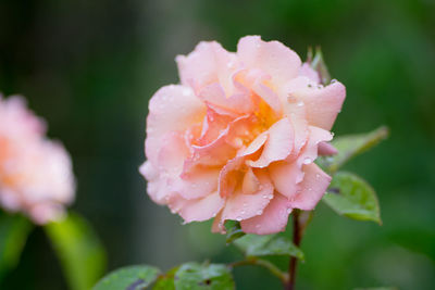 Close-up of wet pink rose