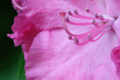 Close-up of pink flower