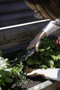 Midsection of person preparing food on plant