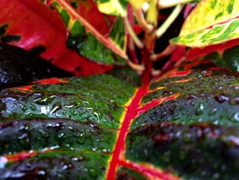 Close-up of wet maple leaf during autumn