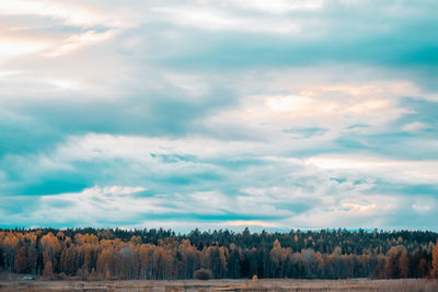 Trees on field against sky