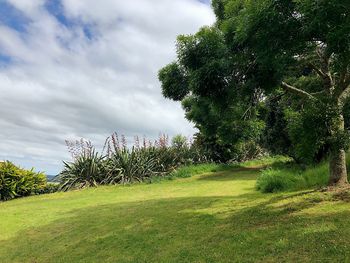 Trees on field against sky