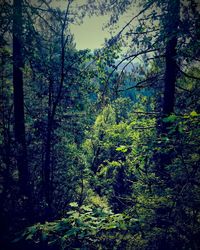 Full frame shot of trees against sky