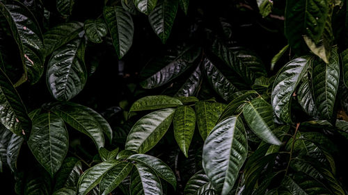 Full frame shot of leaves