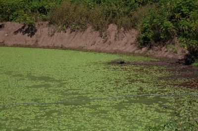 Grass growing in water