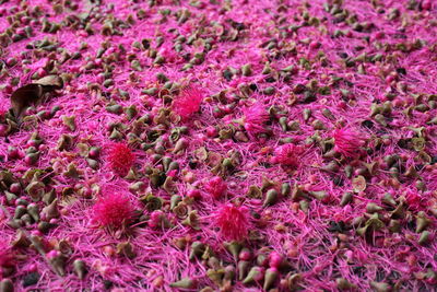 Full frame shot of pink flowers