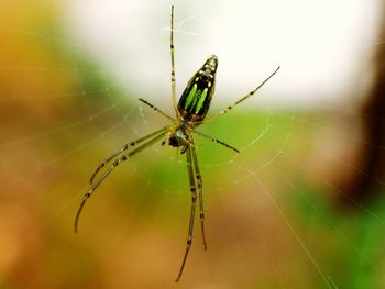 Close-up of spider on web