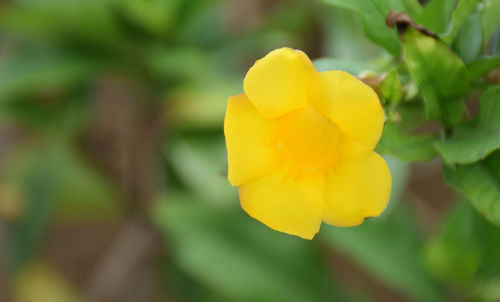 Close-up of yellow flowering plant