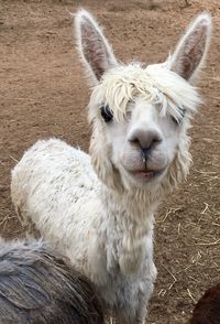 Close-up portrait of alpaca