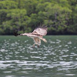 Bird flying above lake