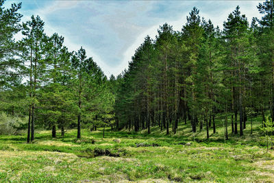 Pine trees in forest