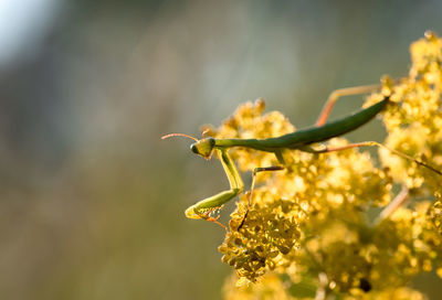 Close-up of flowering plant