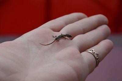 Close-up of hand holding lizard