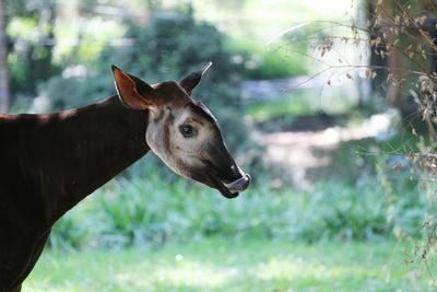 Close-up of okapi on field