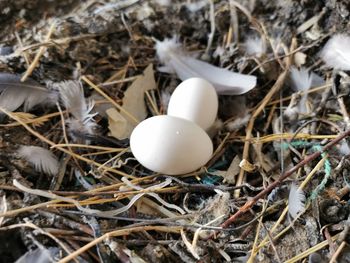 High angle view of bird in nest