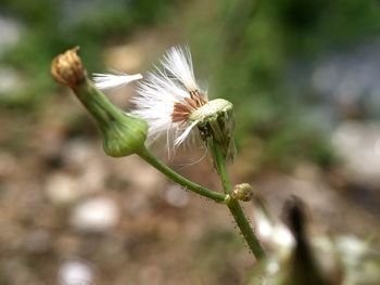 Close-up of white dandelion flower