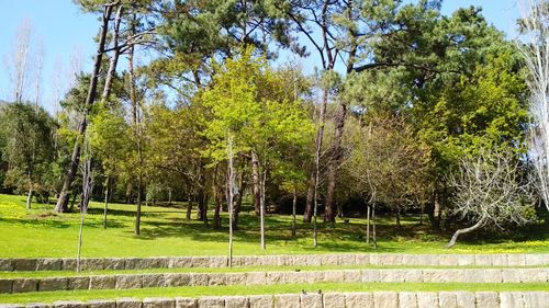 Trees in park