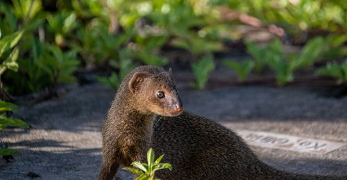 Close-up of a rabbit on field