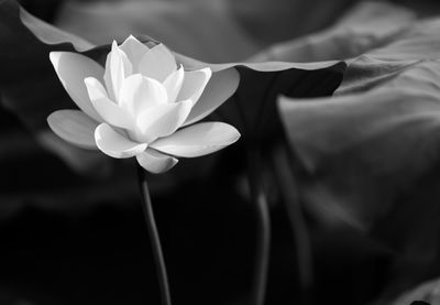 Close-up of white flower blooming outdoors