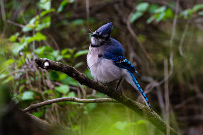 Close-up of bird perching on branch