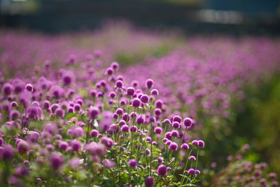 Close-up of pink flowering plant on field