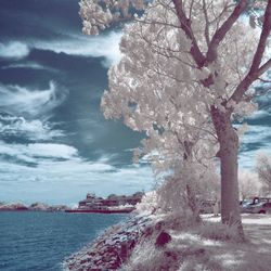 Scenic view of trees against sky