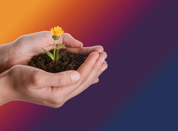 Flower plant in a handful soil