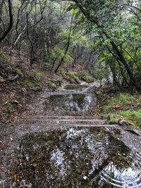 Trees growing in forest