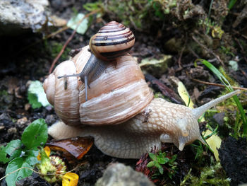 Close-up of snail on field