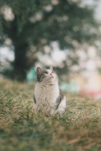 Cat sitting on a field