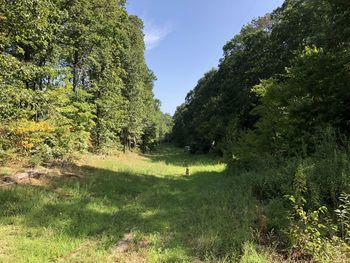 Trees on field against sky