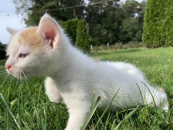 View of a cat on field