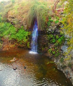 Stream flowing through forest