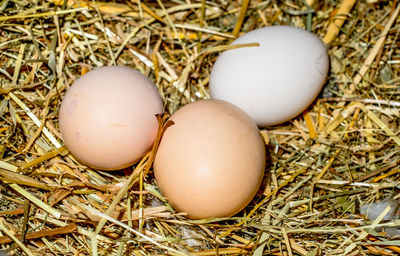 Chicken eggs in the straw nest. three eggs in the nest