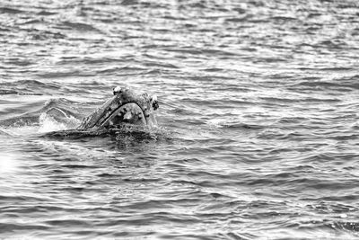 View of bird swimming in sea