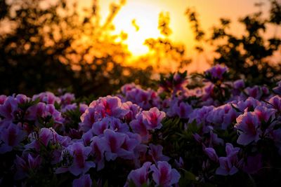 Close-up of fresh purple flowers against sky during sunset