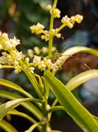 Close-up of white flowering plant