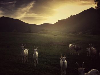 Horses on field against sky during sunset