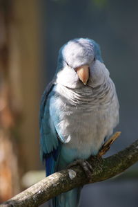 Close-up of bird perching on branch