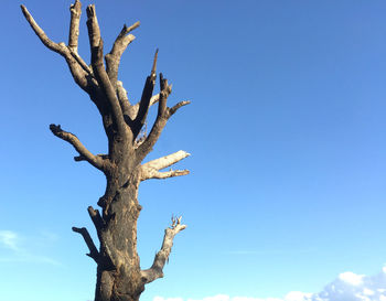 Low angle view of bare tree against clear blue sky