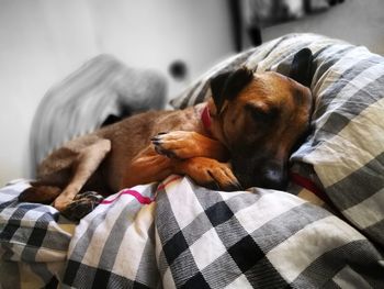 Close-up of dog relaxing on bed