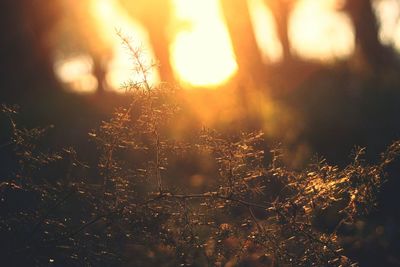 Sunlight streaming through trees in forest during sunset