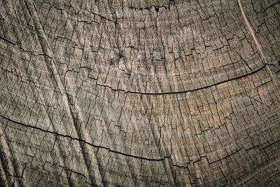 Full frame shot of tree stump