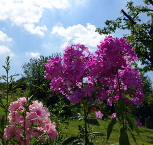 Low angle view of pink flowers blooming against sky