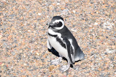 Close-up of penguin